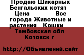 Продаю Шикарных Бенгальских котят › Цена ­ 17 000 - Все города Животные и растения » Кошки   . Тамбовская обл.,Котовск г.